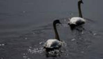 Geflügelpest: Geflügelpest in Mittelsachsen – Halter sollen Schutz erhöhen