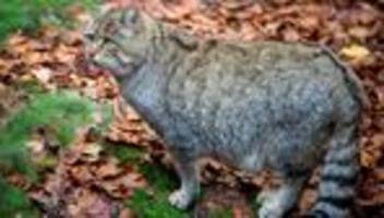 Gefährdete Art: Erstmals Wildkatze in Prignitzer Schutzgebiet nachgewiesen