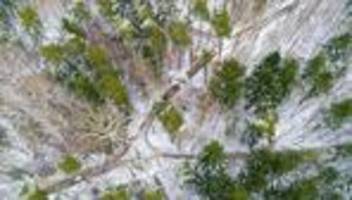 Nach dem Sturm in die Natur: Schöne Winterwälder - Das ist beim Spaziergang zu beachten