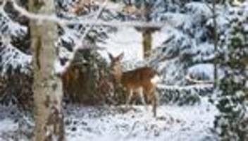 tiere: kreis nordfriesland: fütterung von wild kurzzeitig erlaubt