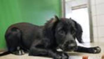 Tierschutz: Das kalte Winterwetter belastet die Tierheime im Norden