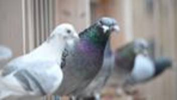 Veranstaltung mit Geschichte: Naumburg veranstaltet wieder traditionellen Taubenmarkt