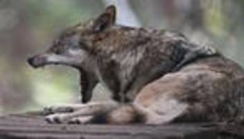 Wildtiere: Sechs Wölfe leben dauerhaft in Hessen