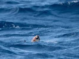 Auswirkung: mehr Extremwetter: Meerestemperatur neuntes Mal in Folge auf Rekordhoch