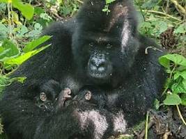 extrem selten: gorilla bringt mitten im kriegsgebiet zwillinge zur welt