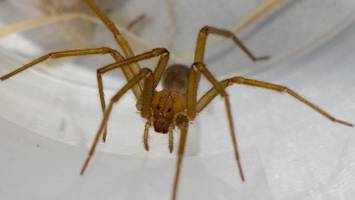 chilenische einsiedlerspinne in deutschland – breitet sich das giftige tier aus?