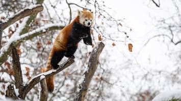 Schnee in Zoo und Tierpark: Welche Tiere jetzt richtig Spaß haben