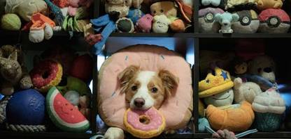 Hochbegabte Haustiere: Einige Hunde lernen Wörter durch Zuhören