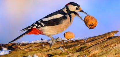 »stunde der wintervögel«: nabu ruft zum vogel-zählen auf
