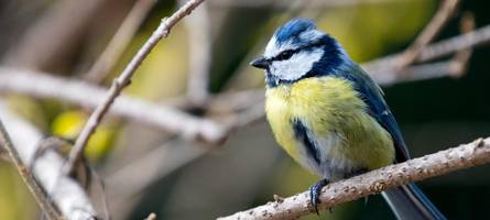 quiz zur „stunde der wintervögel“: erkennen sie diese vögel in ihrem garten?