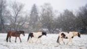 pferde: socken und knete gegen schneeklumpen unter pferdehufen?