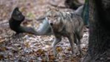 Wildtiere: Der Wolf war's: 56 Angriffe auf Nutztiere amtlich bestätigt