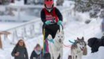 Wintersport: Schlittenhunderennen erstmals wieder auf Kufen