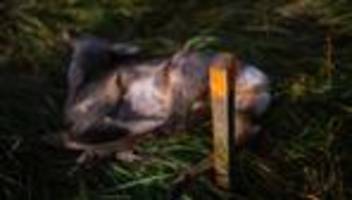 Wissenschaft: Wer frisst hier totes Tier? Erkenntnisse aus Aas-Projekt