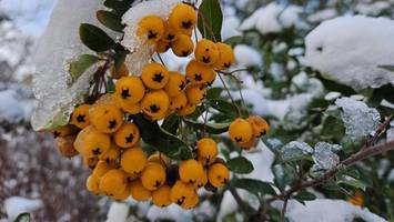 köpenick bei schnee: so schön ist ein winterspaziergang durch den kiez