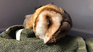 „täglich entkräftete tiere“: schneemassen bringen greifvögel in gefahr