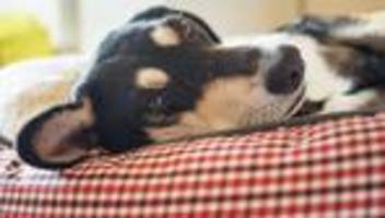 Umfrage: Knapp jedes Dritte Haustier darf im Bett schlafen