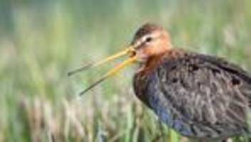 Vom Aussterben bedroht: Goldschmidt will Wiesenvögel besser schützen