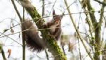 Wetter: Stiftung: Winter setzt Wildtieren zu – Mensch kann helfen