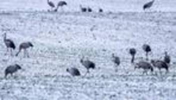 winterquartier in mv: winterhart: kraniche trotzen schnee und eis