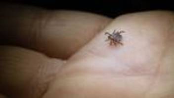 Zecken: Zahl der Borreliose-Fälle 2025 sprunghaft angestiegen