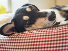 eklig oder kuschlig?: viele haustiere dürfen im bett schlafen