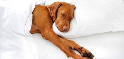 Hund, Katze, Meerschwein: Jedes dritte Haustier schläft nachts mit im Bett