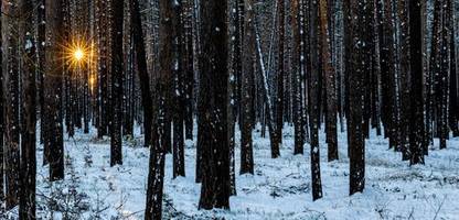 wetter in deutschland: dwd erwartet »wintertag wie aus dem bilderbuch« – und warnt vor glatteis.
