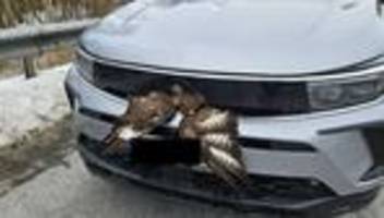 Glück im Unglück: Greifvogel überlebt Kollision auf Autobahn