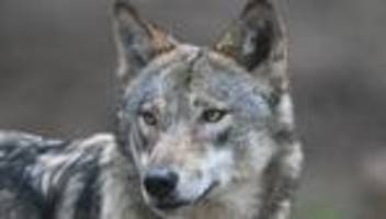 tiere: sachsens wölfe liefern daten für die forschung