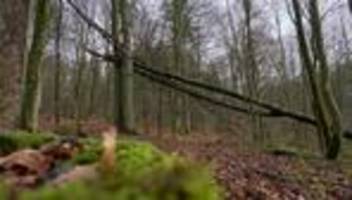 Zukunft des Waldes: Forstleute im Spannungsfeld des Klimawandels