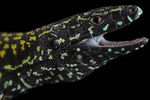 Evolution in Echtzeit: Hulk-Eidechse macht sich in Italien breit