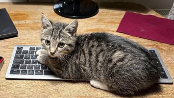 wer ein haustier hat, muss auch moralische debatten führen