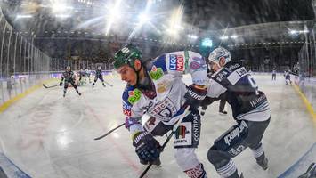 Auf die Eisbären wartet ein Alltag voller Arbeit
