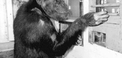 Als »Genie« bekannte Schimpansin Ai mit 49 Jahren in Japan gestorben