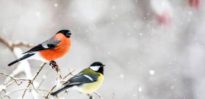 frost und futtermangel: so helfen sie vögeln im garten und auf dem balkon