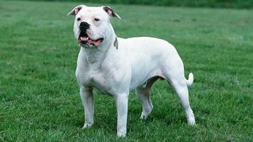 Bulldogge tötet Besitzer – und weicht ihm nicht von der Seite