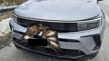 Greifvogel gerät auf Autobahn in Kühlergrill – und überlebt nahezu unverletzt