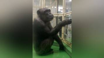 Trauer um Ai: Schlaue Schimpansin der Welt mit 49 Jahren gestorben