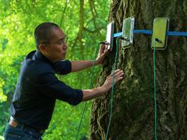 kino: alter ginkgo, sprich mit mir