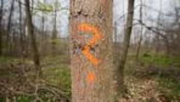 Baumwuchs: Hoffnung für den Sorgenbaum Esche