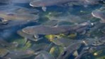 Sechsstelliger Schaden: 20 Tonnen Fisch durch verunreinigtes Wasser verendet