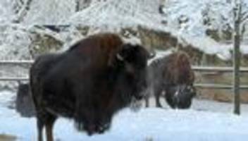 tierparks: hagenbeck: tiger und bisons freuen sich über den schnee