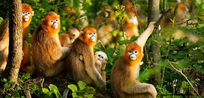 verhalten von tieren: gleichgeschlechtlicher sex kann primaten beim Überleben helfen