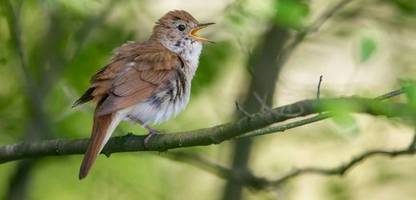 Vogelkommunikation: Nachtigallen passen Gesang spontan an Rivalen an