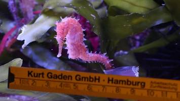 Hagenbeck: Was die Inventur im Tropen-Aquarium herausfordernd macht
