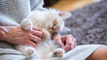 tierisch nah: haustiere erobern deutsche betten – das denken experten