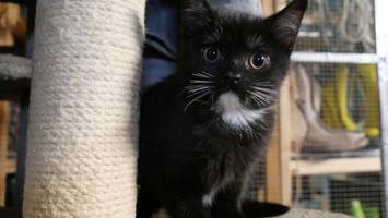 „Fassungslos“: Tierquäler setzt misshandeltes Katzenbaby im Eissturm aus