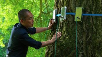 „Silent Friend“: Mein Freund, der Baum