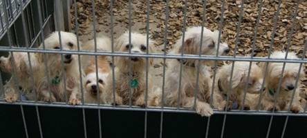 Trauriger Rekord: In diesem Allgäuer Tierheim landeten 2025 so viele Hunde wie nie zuvor